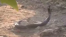 Siirt'te Yılanlar Görüntülendi
