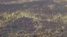 Siverek'te Arazi Yangını: 3 Yaralı