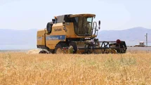 Elazığ'da Arpa Hasadı Düşüşte