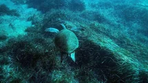 Bodrum’un su altı ekosistemini haritalama çalışmaları sürüyor