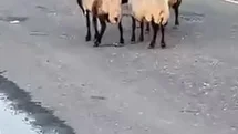 Siirt'te 32 Küçükbaş Hayvan Telef Oldu