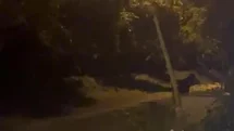 Düzce'de Gece Ayı Panik Yarattı
