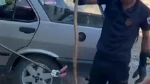 Malatya'da Yılan Paniği