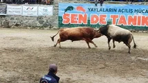 Ayder’de boğa güreşleri heyecanı yaşandı