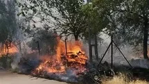 Karadağ Ormanlık Alanında Yangın Çıktı