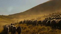 Tatvan'da Yayla Yolculuğu Görsel Şölen Sunuyor