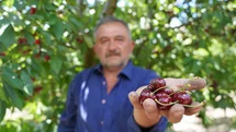Tokat Kirazında Hasat Dönemi Başladı