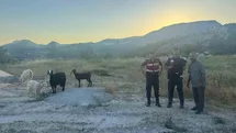 Bilecik'te Kayıp Küçükbaş Hayvanlar Bulundu