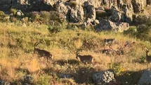 Elazığ'da Tarihi Harput'ta Dağ Keçileri Görüldü