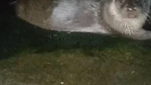 Giresun'da Su Samurları İlgi Odağı Oldu