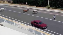 Tekirdağ'da Başıboş Atlar Tehlike Yarattı