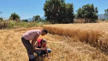 Havran'da Hububat Hasat Kontrolleri Devam Ediyor