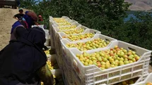 Malatya'da Kayısı Hasadı Başladı