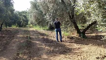 Balıkesir'de Zeytin Sineği Mücadelesi Devam Ediyor