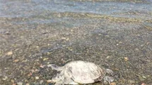 Ula’da Telef Olmuş Caretta Caretta Bulundu