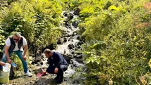 Uzungöl'de Alabalık Bırakıldı