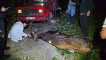 Artvin'de Uçuruma Düşen İnek Kurtarıldı