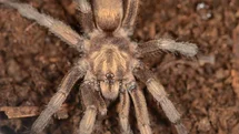 Türkiye’de ilk kez yeni bir tarantula cinsi kaydedildi