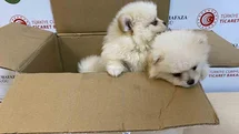 Ticaret Bakanlığı'ndan Kaçak Köpek Operasyonu