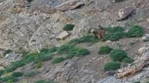 Hakkari'de Ayı ve Yavrusu Görüntülendi