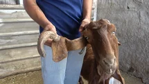 Osmaniye'de Kulağından Boynuz Çıkan Keçi