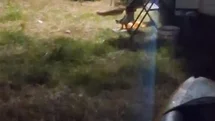 Balıkesir'de Hırsız Tilki Görüntülendi