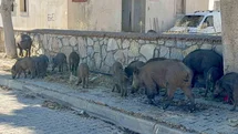 Bodrum'da Gündüz Domuz Sürüsü Görüntülendi