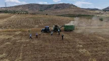 Gercüş'te Eğlenceli Mercimek Hasadı