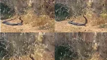 Mersin'de Yılanların Dansı