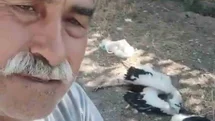 Çankırı'da Leyleklerin Ölümü Üzüntü Yarattı