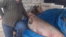 Diyarbakır'da 130 Kiloluk Turna Balığı Yakalandı