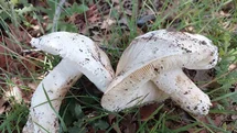 Yozgat'ta Çayır Mantarları Sezonu Başladı
