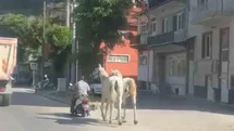 Kütahya'da Motosiklete Bağlı İki At Görüntülendi