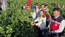 Bartın'da Yüksek Yaban Mersini Rekoltesi