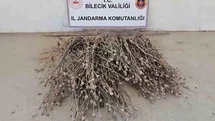 Bilecik’te İzinsiz Haşhaş Ele Geçirildi