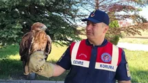 Yozgat’ta Yaralı Şahin Koruma Altına Alındı