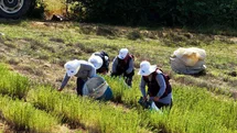 Kocaeli'de Kekik Hasadı Dönemi Başladı
