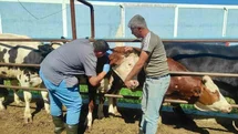 Hayvan Sağlığı Çalışmaları Afyonkarahisar'da Devam Ediyor