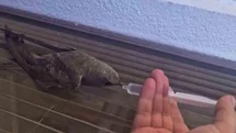 Elazığ'da Ebabil Kuşu Hayata Döndü