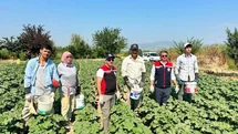 Koçarlı, Aydın’ın bamya üretimindeki liderliğini sürdürüyor