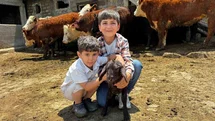 Ağrı'da Kırmızı Et Üretimi Artıyor
