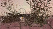 Burdur’da caminin yanında yakalanan yılan, doğal yaşam alanına salındı