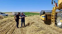 Afyonkarahisar'da Hububat Hasadı Başladı
