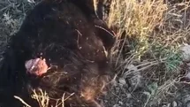 Konya'da Sokak Köpekleri Keçiye Saldırdı