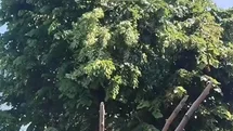 Rize’de ıhlamur toplarken elektrik akımına kapılan vatandaş hayatını kaybetti