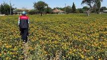 Kırklareli'nde Aspir Kontrolleri Yapıldı