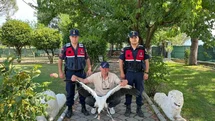 Manisa'da Yaralı Leylek İçin Seferberlik