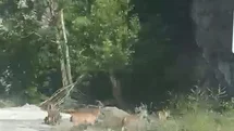 Malatya'da Yaban Keçileri Görüntülendi