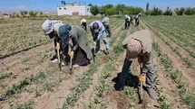 Adilcevaz'da Tarım İşçileri Sıcakla Mücadele Ediyor