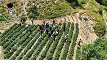 Siirt'te Çilek Hasadı Gerçekleşti